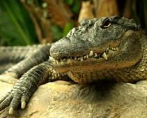 Днепропетровского крокодила Гену пока не будут оперировать