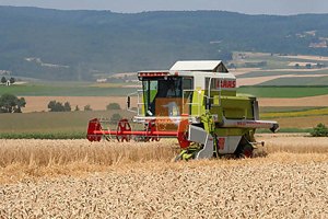 Пшеница в мире дорожает из-за Украины