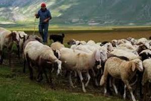 Більш ніж 3 тисячі молодих італійців стали пастухами