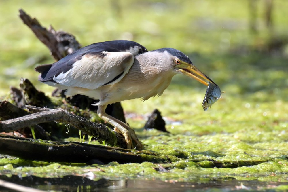 Бугайчик звичайний