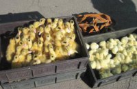 Українець намагався пронести в Росію 270 курчат, каченят і індичат