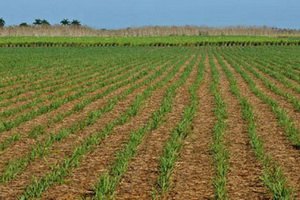 Куба построит электростанцию на сахарном тростнике