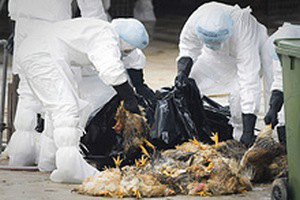 В Китае зафиксировали вспышку птичьего гриппа