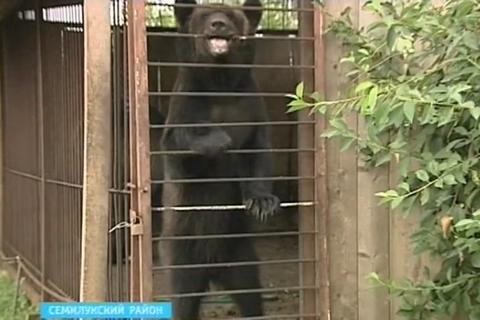Ведмідь, що втік із зоопарку, убив пенсіонера в передмісті Воронежа