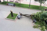 Каштан упал на лавочки напротив мэрии Киева 