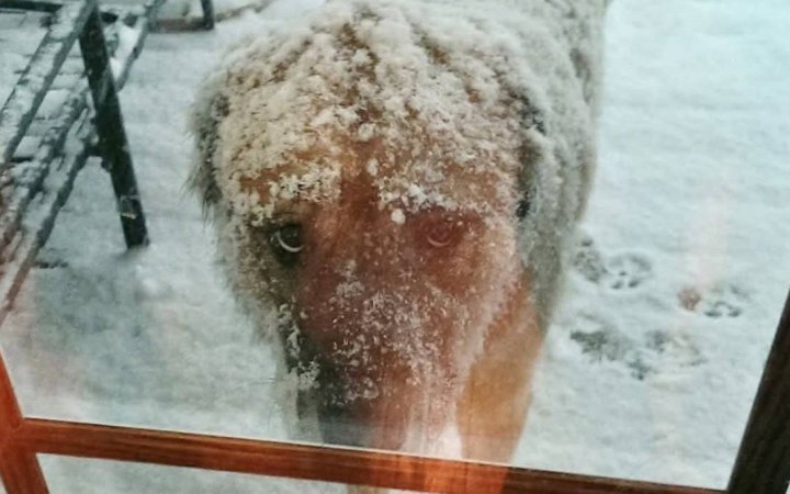 UAnimals закликає мерів міст дозволити вхід з тваринами у кав'ярні та магазини