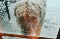 UAnimals закликає мерів міст дозволити вхід з тваринами у кав'ярні та магазини