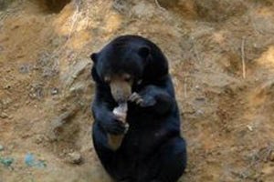 Злочевский наградил журналистов за спасение медведя Потапа