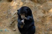Злочевский наградил журналистов за спасение медведя Потапа