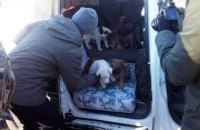 Волонтеры просят приютить щенков из зоны АТО и помочь пенсионерам (ОБНОВЛЕНО)