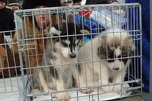 В Китае спасли от съедения тысячу собак