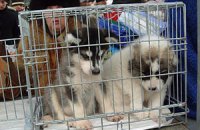В Китае спасли от съедения тысячу собак