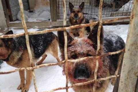 Под Киевом собаки загрызли участника АТО