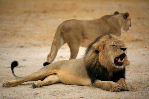 Зимбабве добивается экстрадиции американца, убившего знаменитого льва