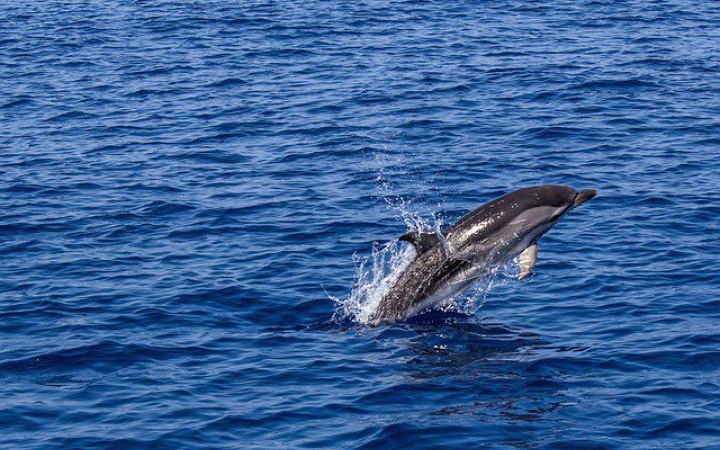 Через війну в Чорному морі загинуло близько 1 000 дельфінів, – Міндовкілля