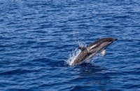Через війну в Чорному морі загинуло близько 1 000 дельфінів, – Міндовкілля