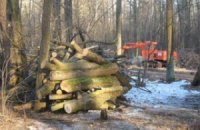 Клюев приказал разрушить коррупционную схему продажи леса