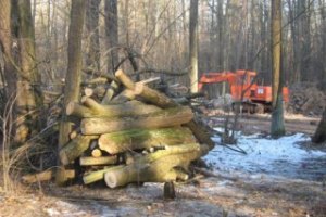 В Украине деревья поставят на электронный учет