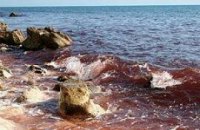 В Севастополе море окрасилось в красный цвет