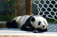 Пятничная панда #46