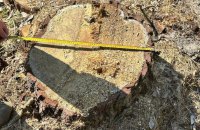 На Львівщині ексерівник лісництва допустив незаконну вирубку дерев на майже 10 млн грн