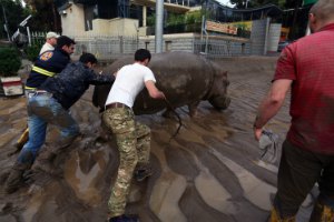 Тбіліський зоопарк припинив пошук звірів, які втекли через повінь 