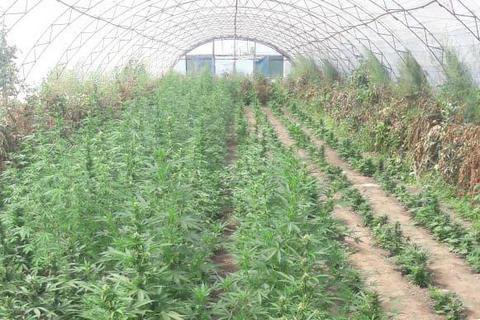 Фото с плантации конопли сорта марихуаны lsd