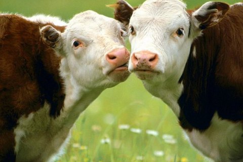 В столице Дагестана появились "штрафстоянки" для коров