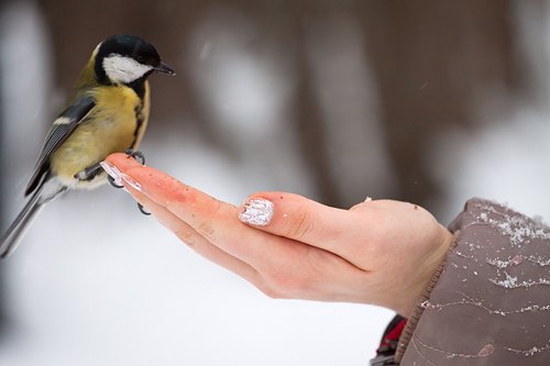 Фото киевских птичек от читателя Артема : синичка...