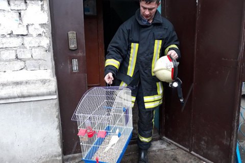 У Горішніх Плавнях пожежники винесли з палаючої квартири кролика, папугу і кота