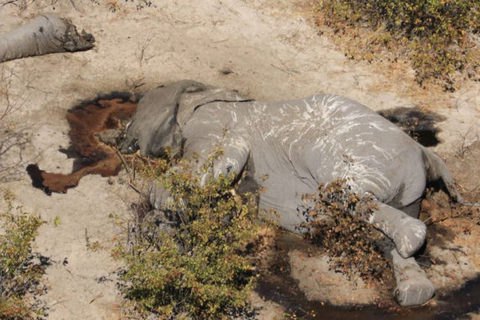 В Ботсване зафиксировали необъяснимый падеж сотен слонов