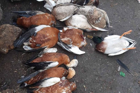 В массовой гибели птиц в "Аскании-Новой" не нашлось виновных