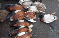 В массовой гибели птиц в "Аскании-Новой" не нашлось виновных