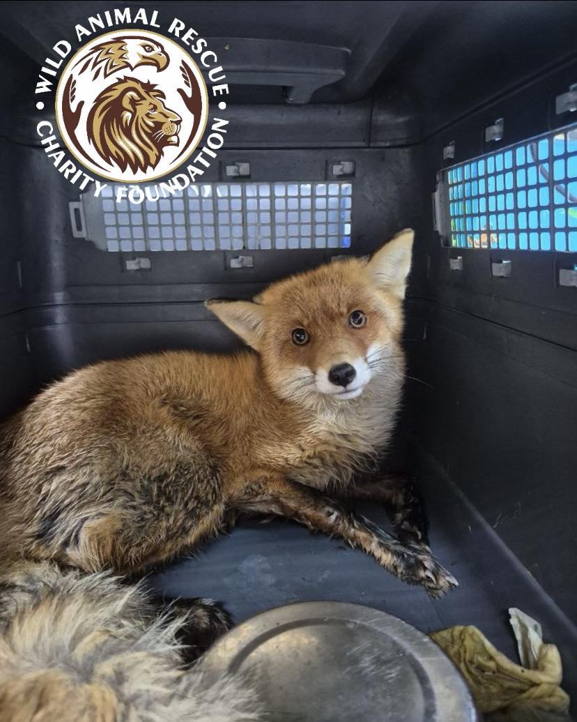 Лиса з черепно-мозковою травмою привезли у клініку, де тварині надали першу допомогу та залишили на
стаціонарне лікування.