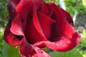 В Киеве высадят два миллиона роз