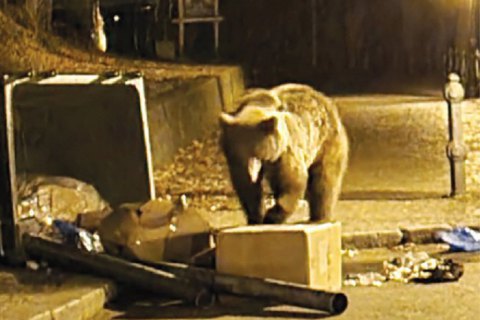 В Румынии на туристов из Украины напала медведица