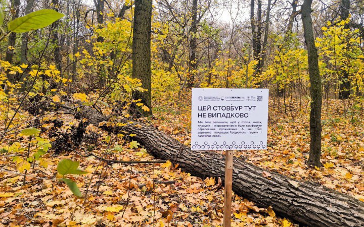 В Києві залишатимуть фрагменти мертвої деревини для підтримки біорізноманіття в зелених зонах