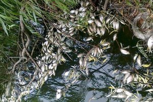 В Ровенской области массово гибнет рыба