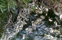 В Ровенской области массово гибнет рыба