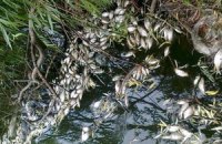 В Тернополе реку отравили токсичными отходами