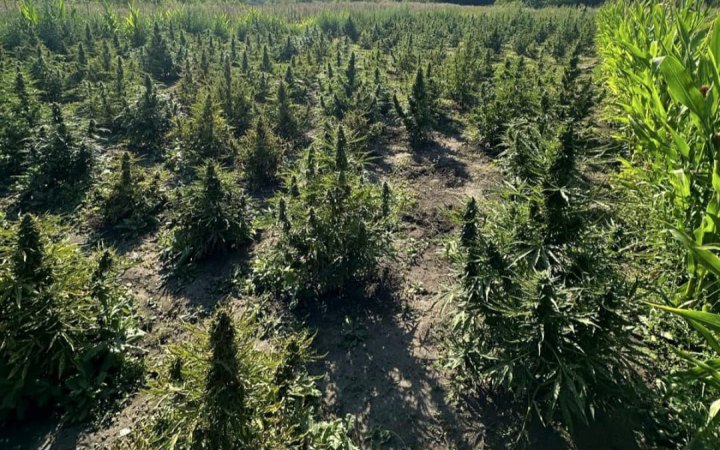 Мешканця Київщини підозрюють у зберіганні боєприпасів та вирощуванні коноплі