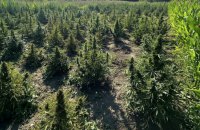 Мешканця Київщини підозрюють у зберіганні боєприпасів та вирощуванні коноплі