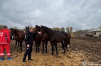 “Білі янголи” вивезли коня із зони бойових дій на Харківщині