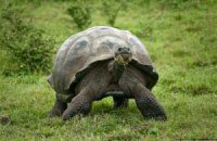 Умерла последняя в мире гигантская галапагосская черепаха