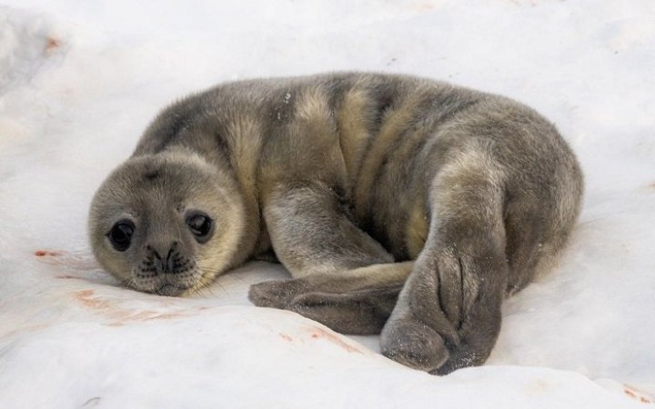 Полярники показали фото тюленят, які народилися біля станції "Академік Вернадський"