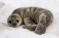 Полярники показали фото тюленят, які народилися біля станції "Академік Вернадський"