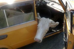 Житель Вінницької області намагався вивезти крадену корову в салоні "копійки"