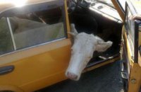 Житель Вінницької області намагався вивезти крадену корову в салоні "копійки"