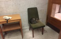 МЗС "прийняло на роботу" бездомного кота