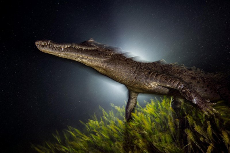 Американский крокодил поднимается на поверхность воды, Карибское море, Куба.